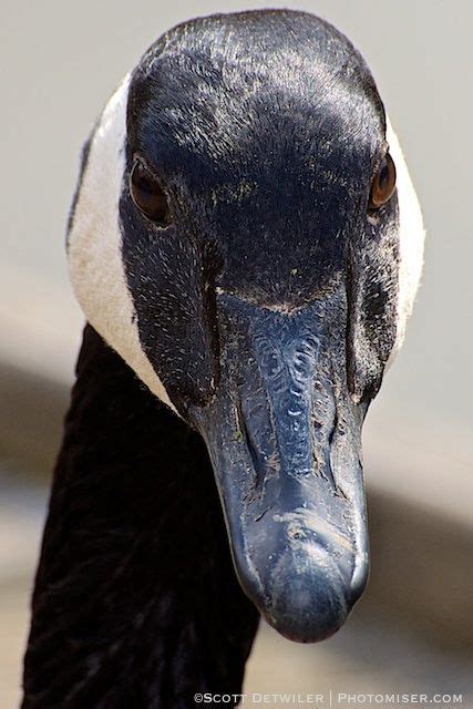 Canada Goose Face Geese Photography Canada Goose Canadian Goose