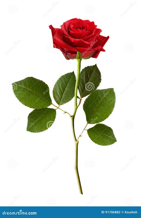 Red Rose Flower Stock Photo Image Of Decoration Stem 91706882