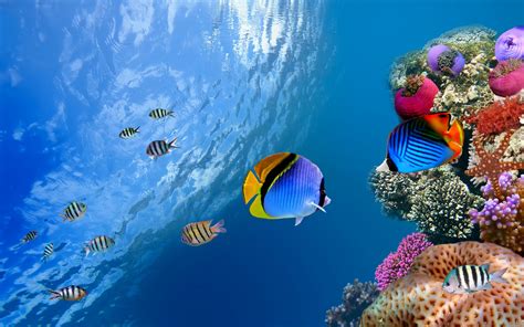 Free Images Coral Reef Underwater Coral Reef Fish Marine Biology