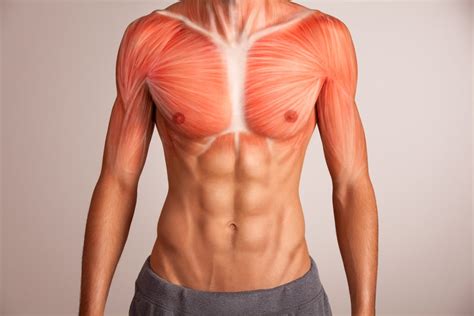 Anatomy Of The Sternum Facty Health