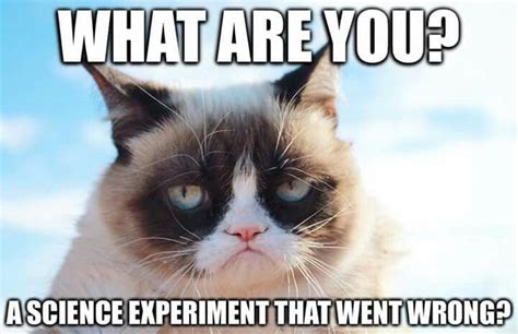 Lol Grumpy Cat Breed Grump Cat Grumpy Cat Quotes Funny Grumpy Cat Memes Cat Jokes Funny