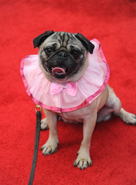 Happy National Pug Day Celebrate These 15 Reasons Why Pugs Are The Best