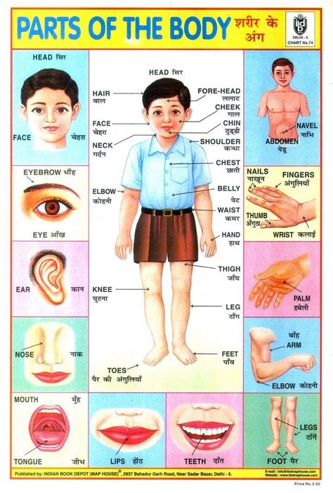 Using pictures you will learn the vocabulary for the human body and anatomy parts. Indian school posters | Hindi language learning, School ...