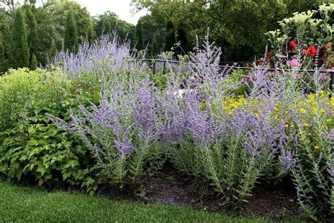 Lovely Russian Sage Garden Plants Common Garden Plants Trees To