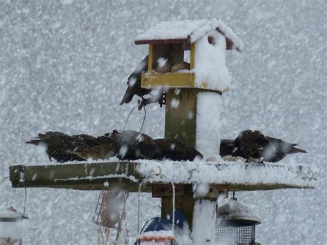 Scotland Feed Wild Birds In Winter