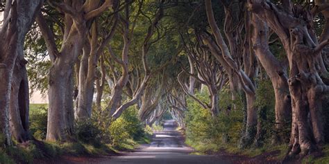 Panorama Of Dark Hedges In The Morning Northern Ireland United Kingdom