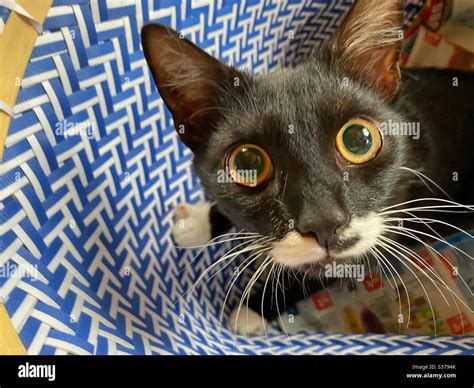 Horrified Hi Res Stock Photography And Images Alamy
