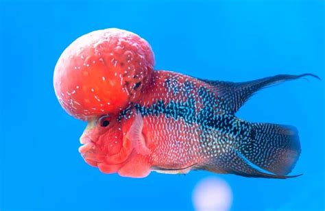 Cichlid Fish Facts Cichlidae Az Animals