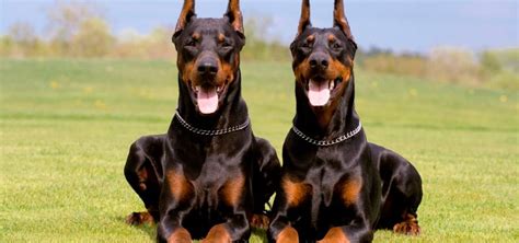 Doberman ¿cuál Es La Historia Que Hay Detrás Wow Mascota