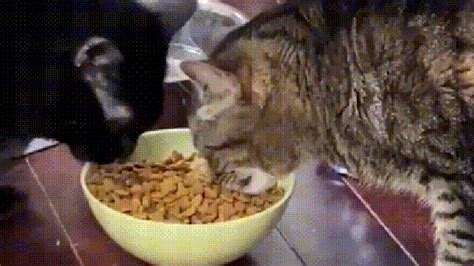 For Some Reason This Cat Enjoys Eating Like Its In Hungry Hippos