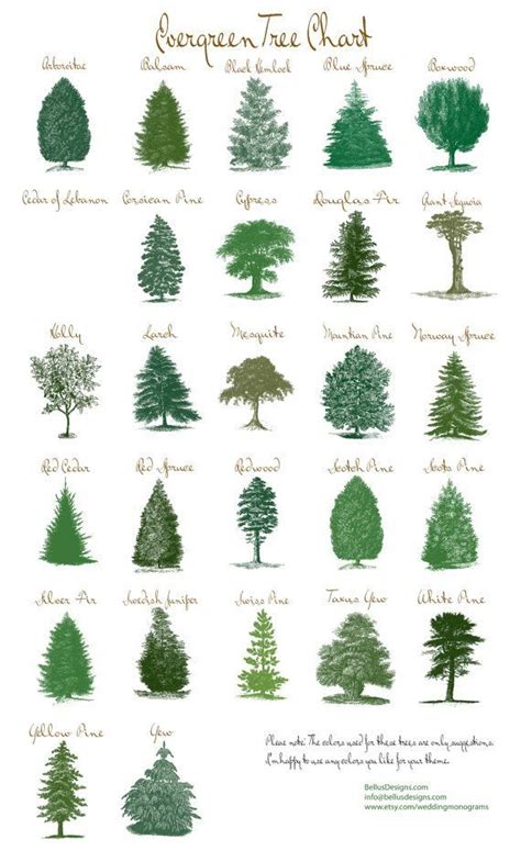 Image Result For Wispy Evergreens Landscaping Trees Evergreen Garden