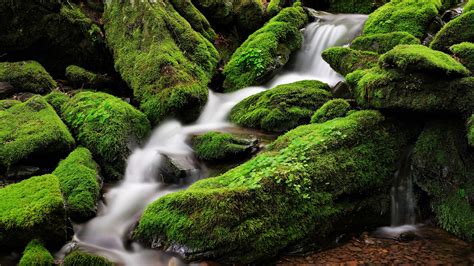 Water Stream Between Green Algae Covered Rocks In Forest Hd Forest
