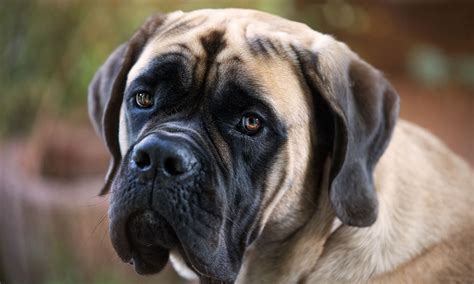Mastiff Breed Characteristics Care And Photos Bechewy
