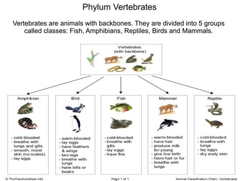Igcse Biology Classifying Animals Phylum Vertebrates Five Classes