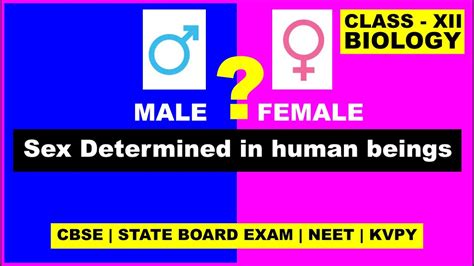 How Is Sex Determined In Human Beings Sex Determination Class 12