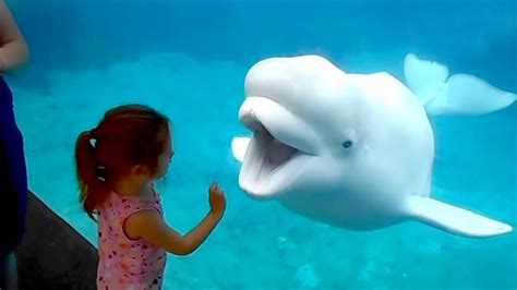 Beluga Whale Annoyed With Little Girl Youtube