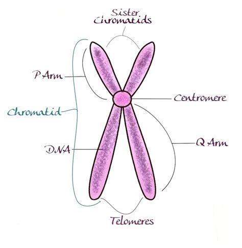 Chromosome Basic Anatomy Chromosome Telomeres Basic
