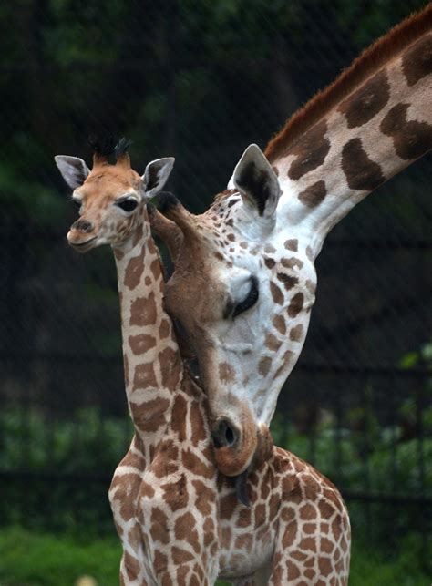 Mothers Day 2014 Mom And Baby Animals Photos To Celebrate Time