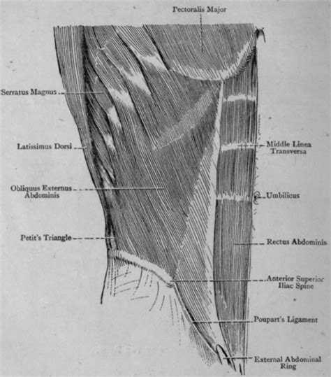 The Muscles Of The Abdomen