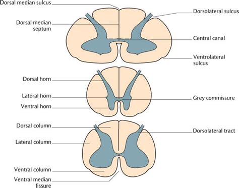 Spinal Cord Cross Section Cervical