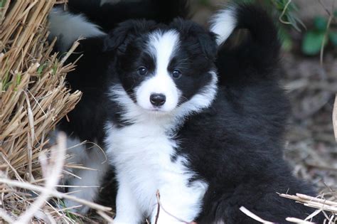 Rigel Border Collies In California Find Your Border Collie Puppy