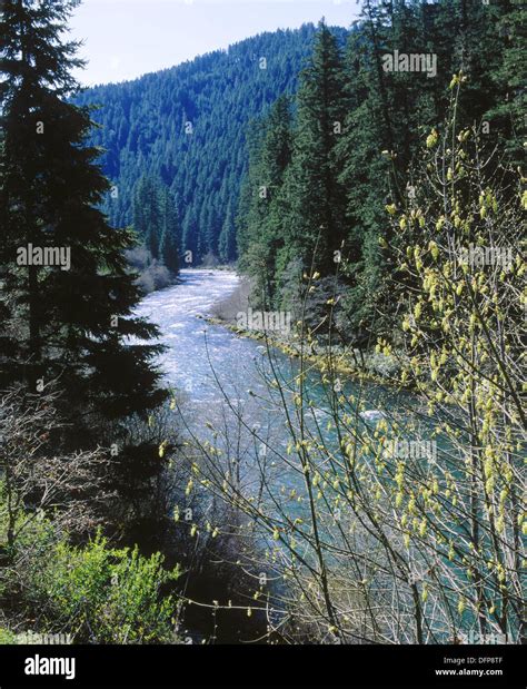 North Umpqua River Umpqua National Forest Douglas County Oregon