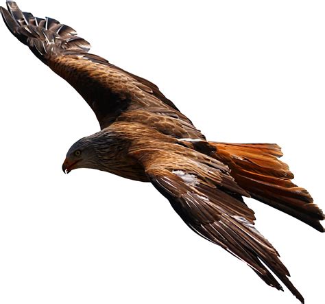 Flying Eagle Vector file image - Free stock photo - Public Domain photo