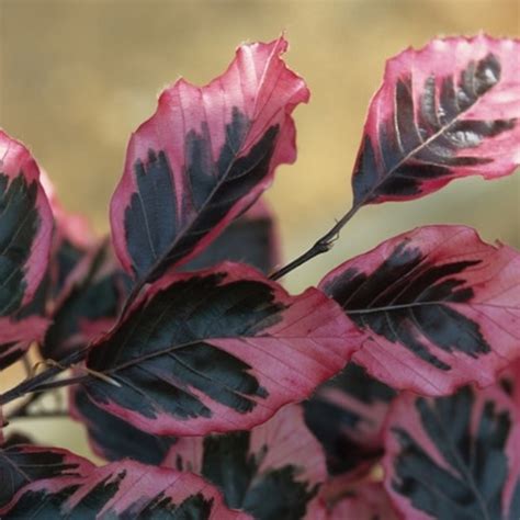 Fagus Sylvatica ‘tricolor Tricolor Beech Wheaton Garden Works Co