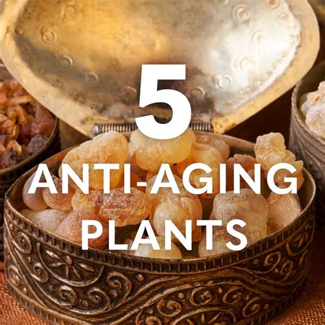 5 Anti Aging Plants