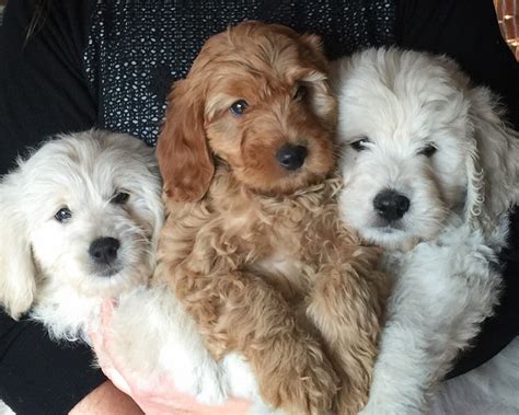 They grow wonderfully and males reach a height. Doodles2Love - Premiere breeder of Goldendoodles