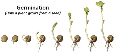 The Germination Process Free Zimsec And Cambridge Revision Notes