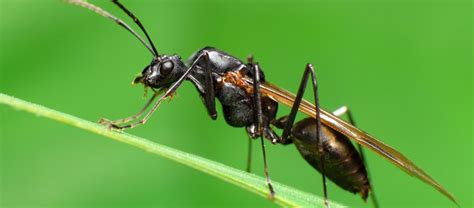 Why Do Some Ants Have Wings Bbc Science Focus Magazine