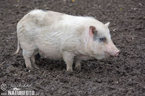 Pot Bellied Pig Photos Pot Bellied Pig Images Nature Wildlife