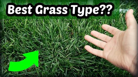Is Tall Fescue The Best Cool Season Grass Type Youtube