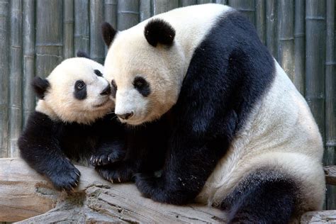 Enjoy Viewing Live Streaming Video From The San Diego Zoos Panda Trek