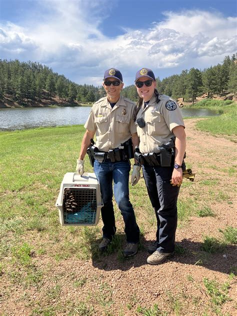 Bald Eagle Rescued On Th Of July In Colorado Fox Denver