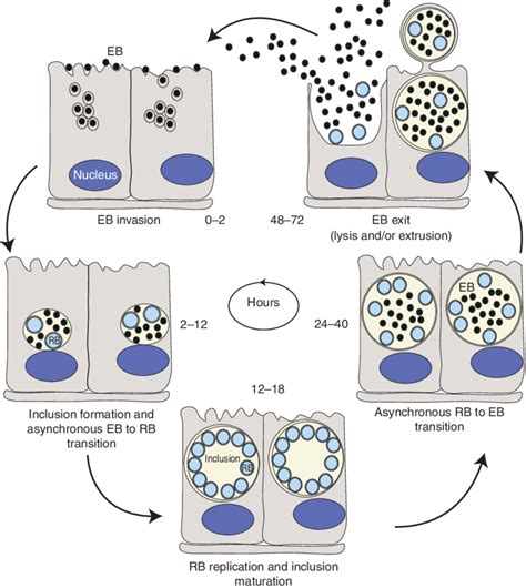 Life Cycle Of Chlamydia Within The First 2 H Following Internalization