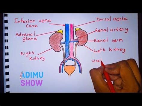 Chiefly, glycolysis completes in a series of total of ten steps. How to draw & label excretory system - YouTube | Excretory ...