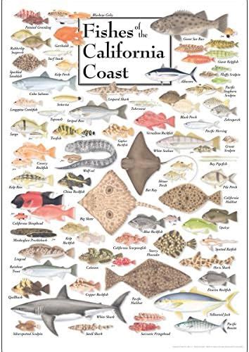 Earth Sky Water Poster Fishes Of The California Coast