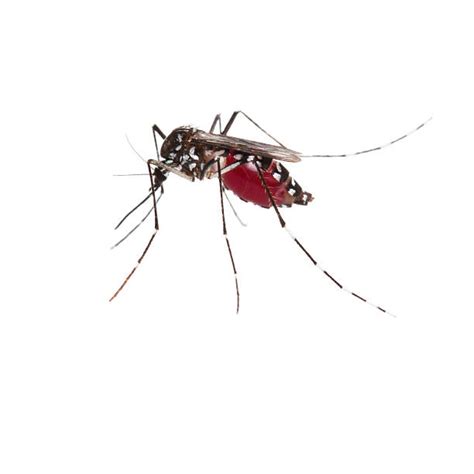 Aedes Aegypti Stock Photos Pictures And Royalty Free Images Istock