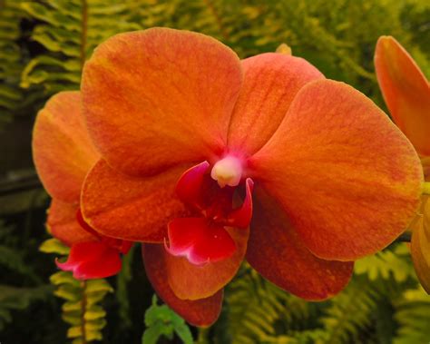 Tamarindo Costa Rica Daily Photo Orange Orchid