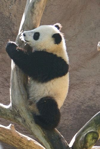 Baby Giant Panda San Diego Zoo Christopher Allison Photography Flickr