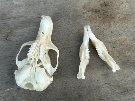 Northern Pocket Gopher Skull 00504 Craniates Curiosites Oddity