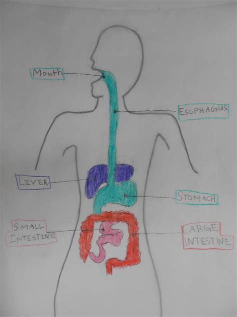 Digestive System Easy Drawing For Kids Learn About The Digestive