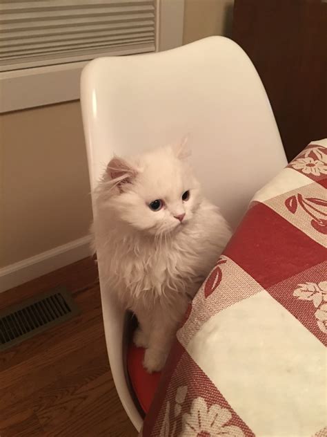 Persian cats for sale in lahore. Doll Face Persian Kittens Reviews - Reina, Cheryl, & King ...