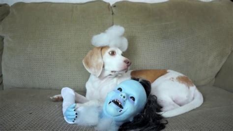 Funny Dogs Vs Zombie Baby Prank Maymo And Penny Youtube
