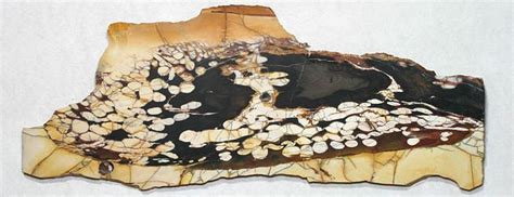 Peanut Wood An Unusual Petrified Driftwood Wood Peanut Wood Slab