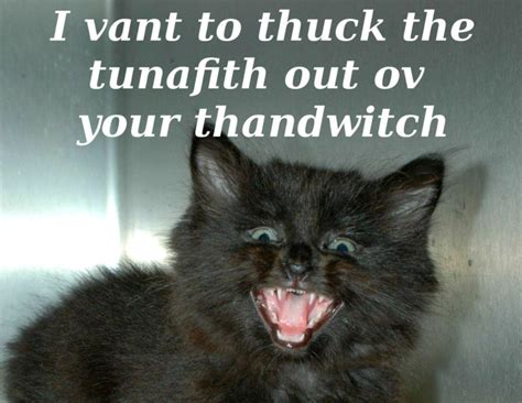 Cats Cat Humor Funny Lol Kitten Wallpapers Hd Desktop And Mobile