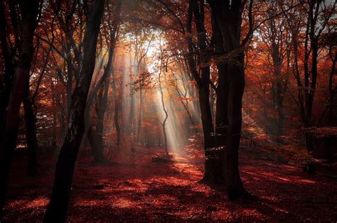 Nature Landscape Forest Red Leaves Sun Rays Sunlight Trees