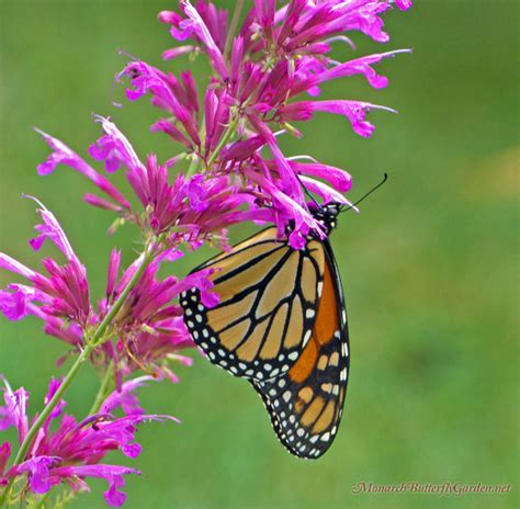 7 Butterfly Flowers For Monarchsand Hummingbirds